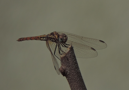 Trithemis annulata, femmina  (Libellulidae)